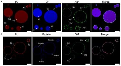 Colloidal Particles in Tuna Head Soup: Chemical Localization, Structural Change, and Antioxidant Property